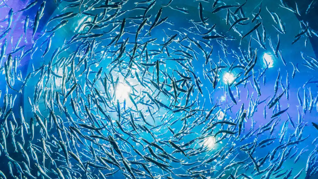 Männer 50+: Ein dynamischer Fischschwarm im blauen Wasser – Symbol für Freiheit, neue Wege und den Neustart ab 50 im Jahr 2026.